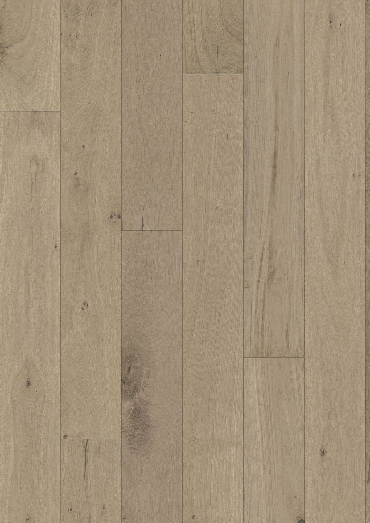 13511 Oak Ortega
