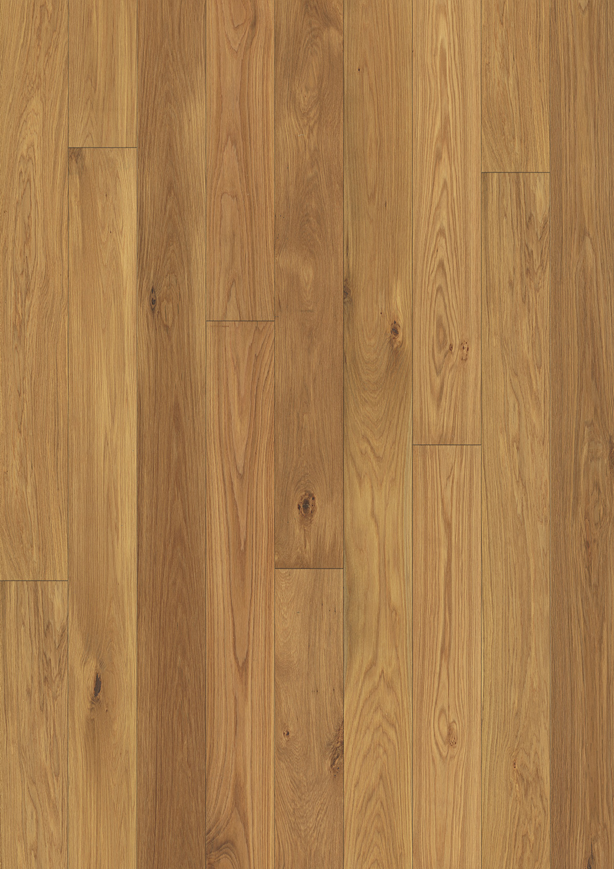 12899 European Oak